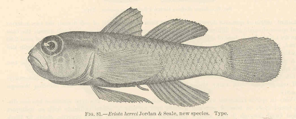 Eviota herrei (Eviota herrei) |commons:File:FMIB 39687 Eviota herrei Jordan & Seale, new species Type.jpeg