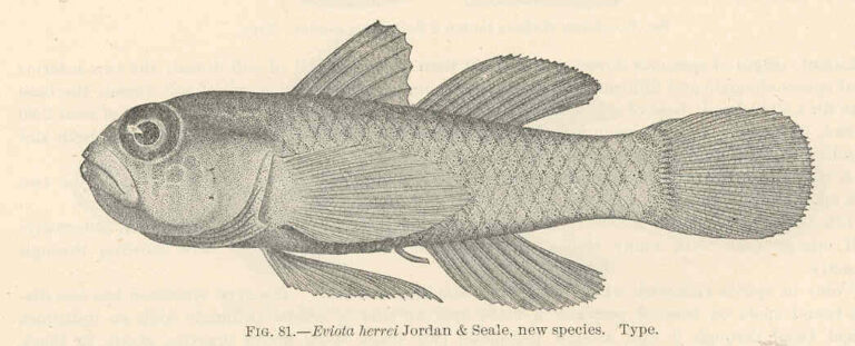 Eviota herrei (Eviota herrei) |commons:File:FMIB 39687 Eviota herrei Jordan & Seale, new species Type.jpeg
