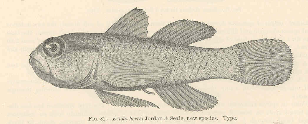 Eviota herrei (Eviota herrei) |commons:File:FMIB 39687 Eviota herrei Jordan & Seale, new species Type.jpeg