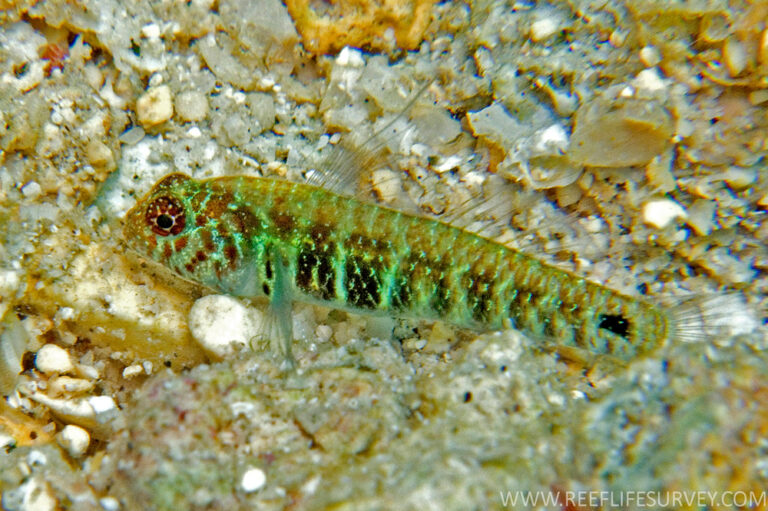 Eviota hoesei (Eviota hoesei) |commons:File:EviotaHoeseiRLS.jpg