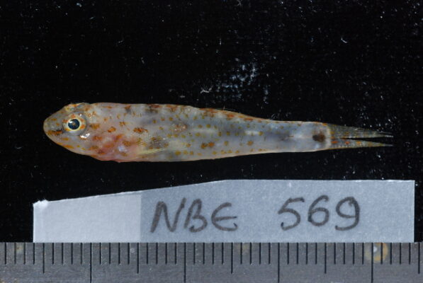 Eviota indica (Eviota indica) |commons:File:Eviota indica.jpg