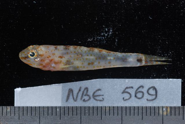 Eviota indica (Eviota indica) |commons:File:Eviota indica.jpg