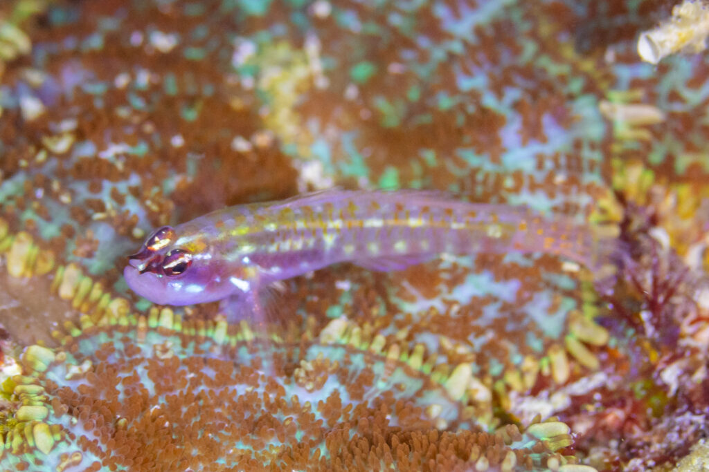Eviota punyit (Eviota punyit) |commons:File:Gobio (Eviota punyit), Mahé, Seychelles, 2025-09-09, DD 44.jpg
