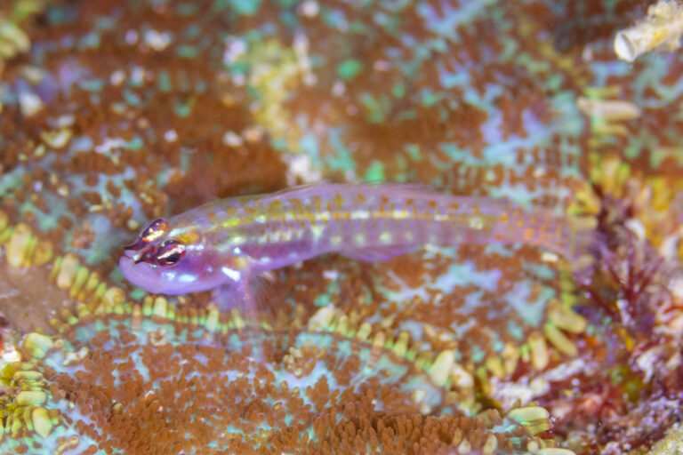 Eviota punyit (Eviota punyit) |commons:File:Gobio (Eviota punyit), Mahé, Seychelles, 2025-09-09, DD 44.jpg