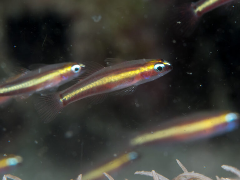 Eviota raja (Eviota raja) |commons:File:Raja dwarfgoby (Eviota raja) (49605307566).jpg