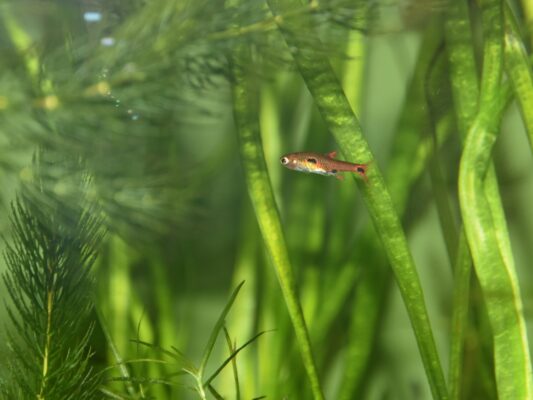 Exclamation Point Rasbora (Boraras maculatus) |commons:File:Cyprinidae Boraras maculatus 1.jpg