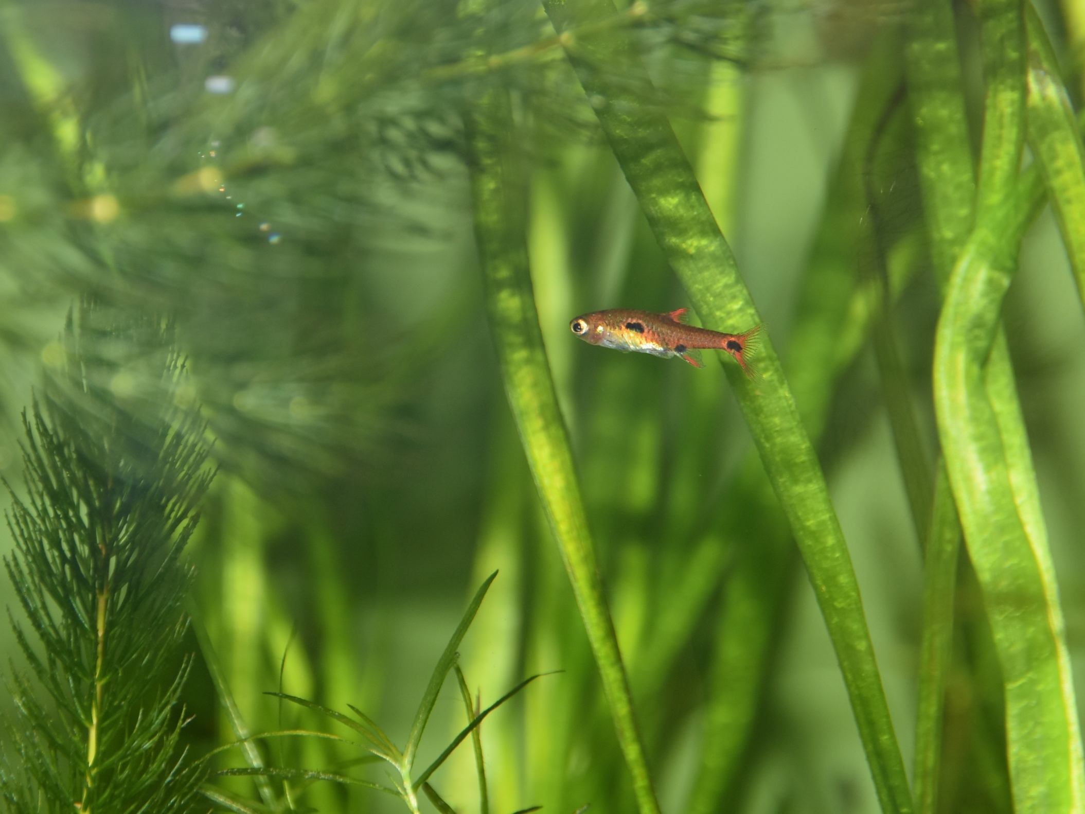 Exclamation Point Rasbora (Boraras maculatus) |commons:File:Cyprinidae Boraras maculatus 1.jpg