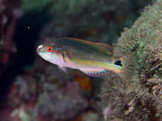 Exquisite Fairy Wrasse (Cirrhilabrus exquisitus) |commons:File:Cirrhilabrus exquisitus.jpg