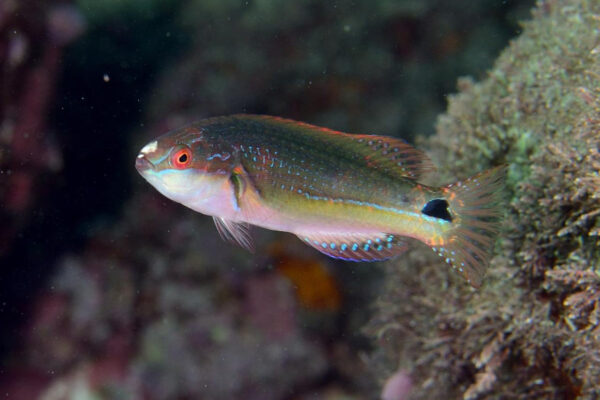 Exquisite Wrasse Cirrhilabrus exquisitus