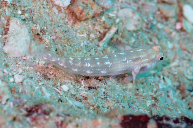 Eyebar Goby (Gnatholepis cauerensis) |commons:File:Gobio (Gnatholepis cauerensis), Nosy Antanimora, Madagascar, 2025-09-15, DD 96.jpg