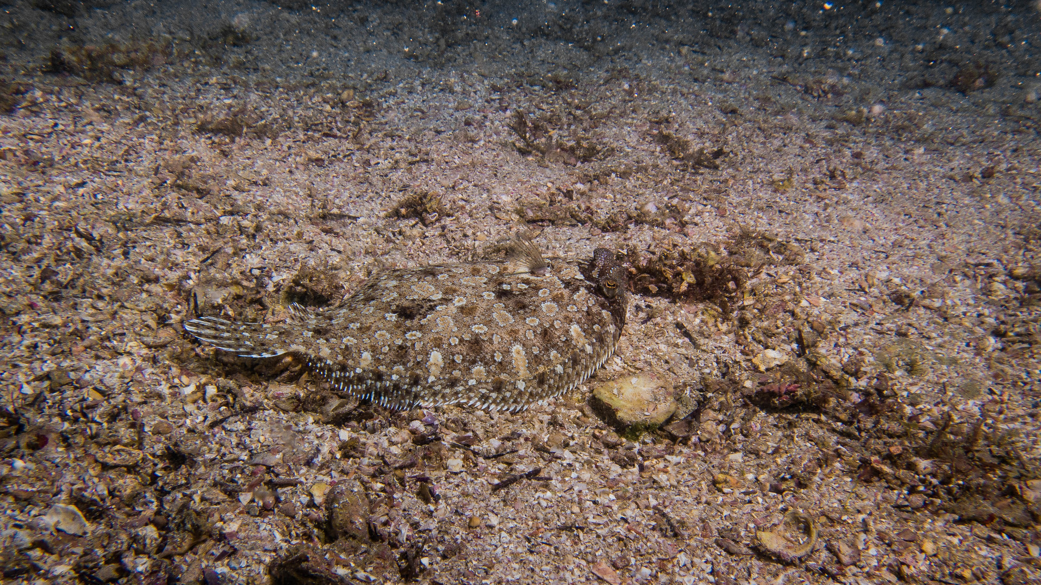 eyed flounder (Bothus ocellatus) |commons:File:Bothus ocellatus 107516864.jpg