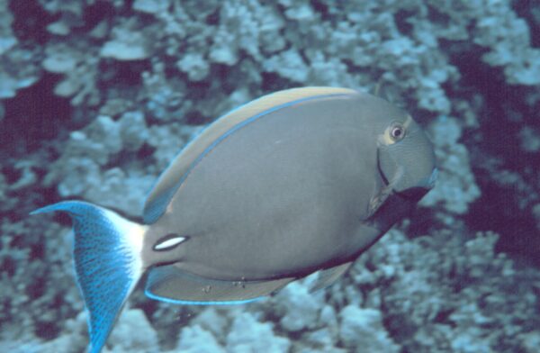 Eyestripe Surgeonfish (Acanthurus dussumieri) |commons:File:Acanthurus dussumieri.jpg