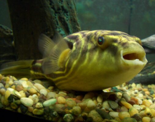 Fahaka Puffer (Tetraodon lineatus) |commons:File:Tetraodon lineatus.jpg