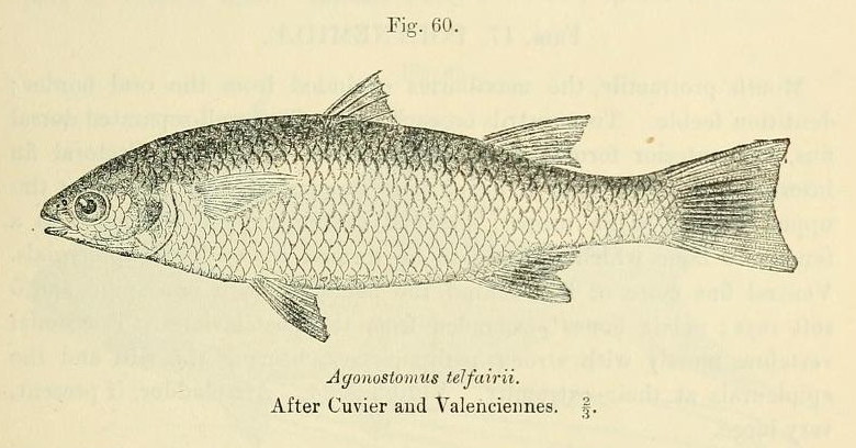 Fairy Mullet (Agonostomus telfairii) |commons:File:Agonostomus telfairii.jpg