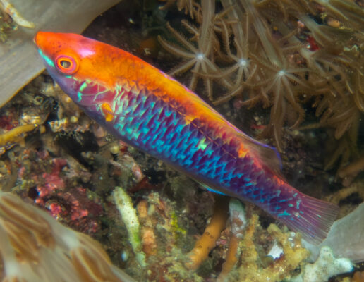 Fairy Wrasse (Cirrhilabrus lubbocki) |commons:File:Cirrhilabrus lubbocki 350284402.jpg
