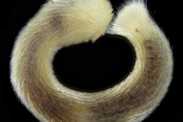 Falcidens sagittiferus Falcidens sagittiferus