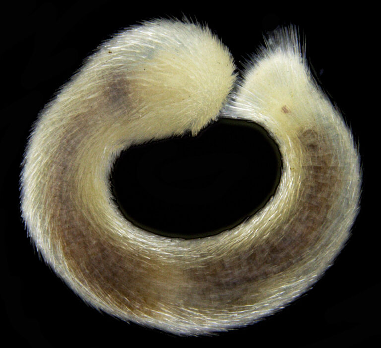Falcidens sagittiferus Falcidens sagittiferus