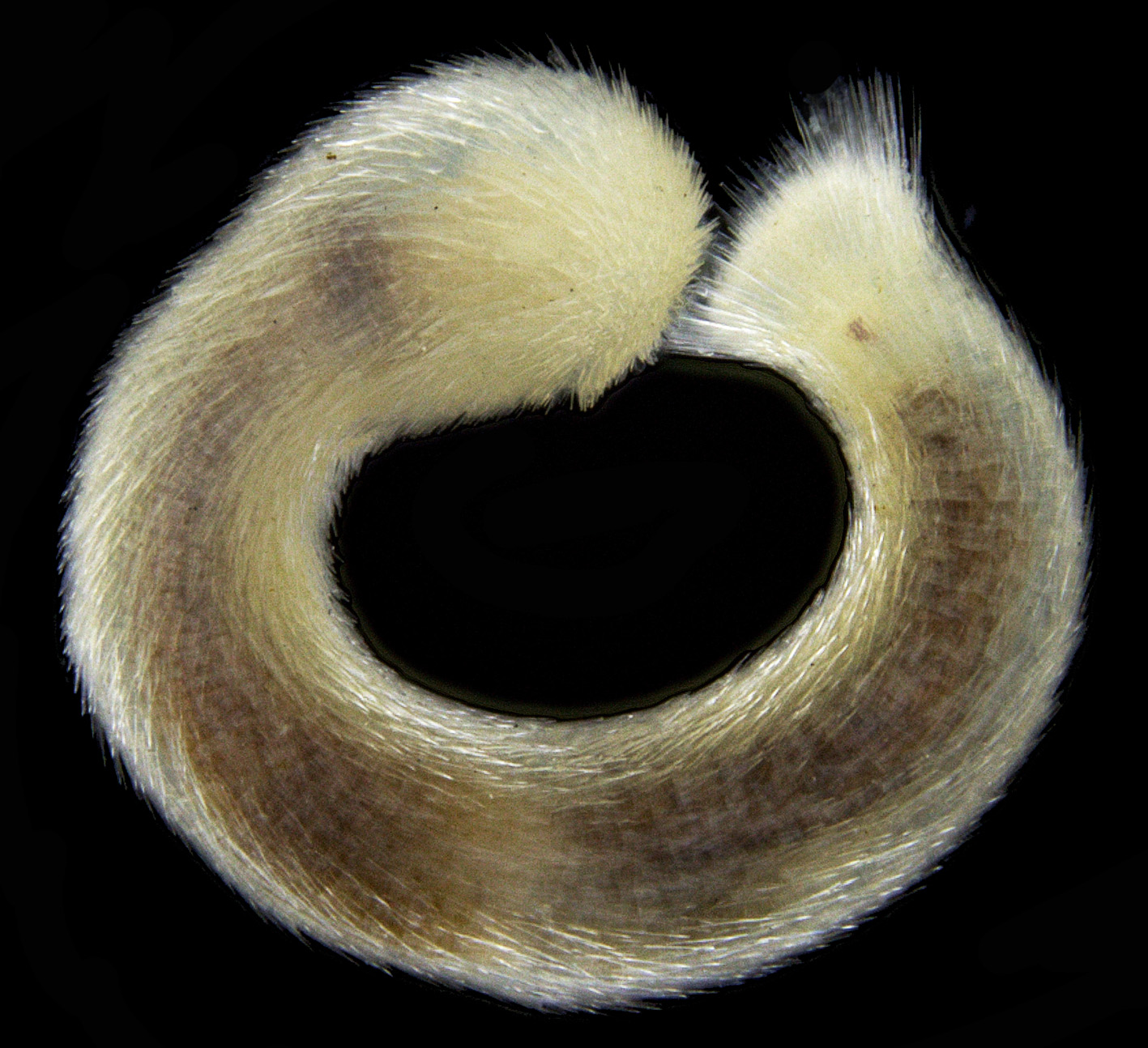 Falcidens sagittiferus Falcidens sagittiferus