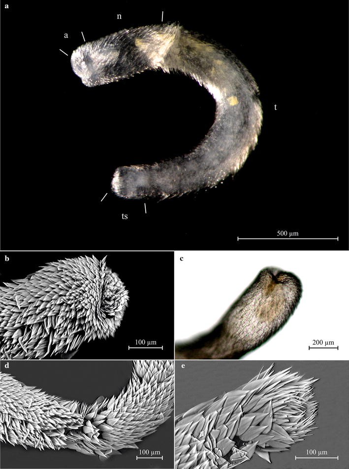 Falcidens valdubrensis Falcidens valdubrensis