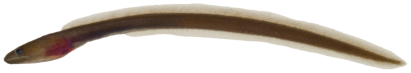 False Moray (Kaupichthys hyoproroides) |commons:File:Kaupichthys hyoproroides - pone.0010676.g019.png