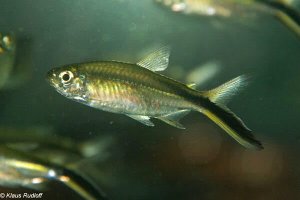 False Penguin Tetra (Thayeria obliqua) |commons:File:Thayeria obliqua.jpg
