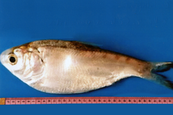 False Pilchard (Harengula clupeola) |commons:File:Harengula clupeola.png