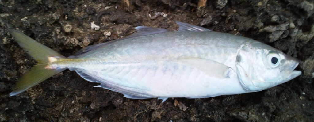 False Scad (Caranx rhonchus) |commons:File:Caranx rhonchus.jpg