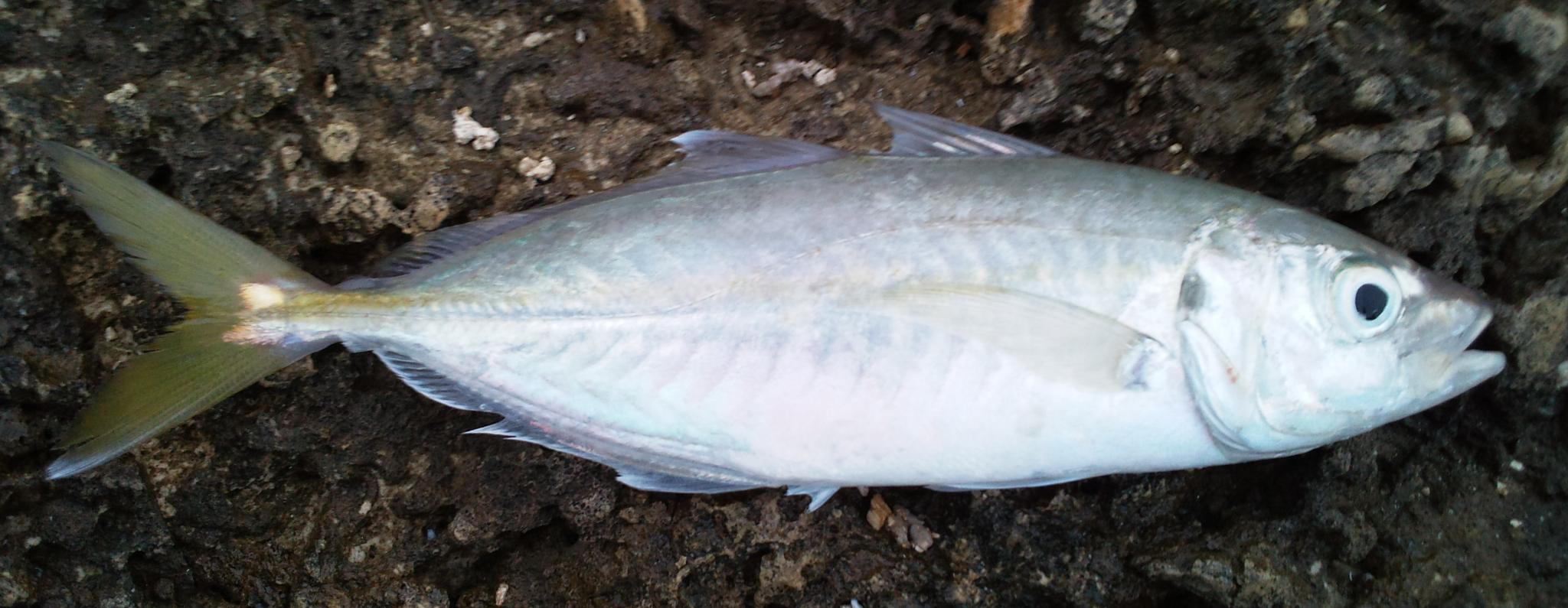 False Scad (Caranx rhonchus) |commons:File:Caranx rhonchus.jpg