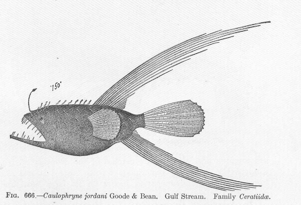 Fanfin Angler (Caulophryne jordani) |commons:File:FMIB 52235 Caulophryne jordani Goode & Bean Gulf Stream Family Ceratiidae.jpeg