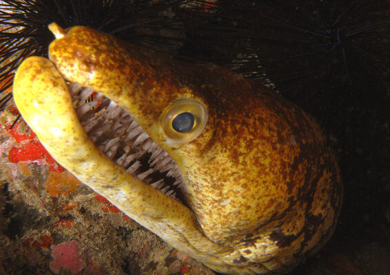 Fangtooth Moray (Enchelycore anatina) |commons:File:Enchelycore anatina.jpg