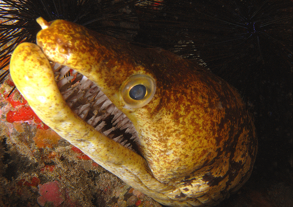 Fangtooth Moray (Enchelycore anatina) |commons:File:Enchelycore anatina.jpg