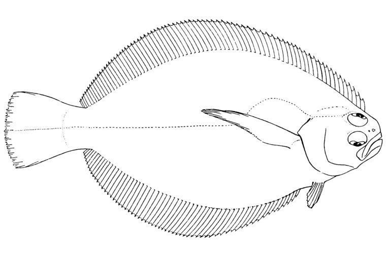 Fantail Sole (Xystreurys liolepis) |commons:File:Xystreurys liolepis.jpg