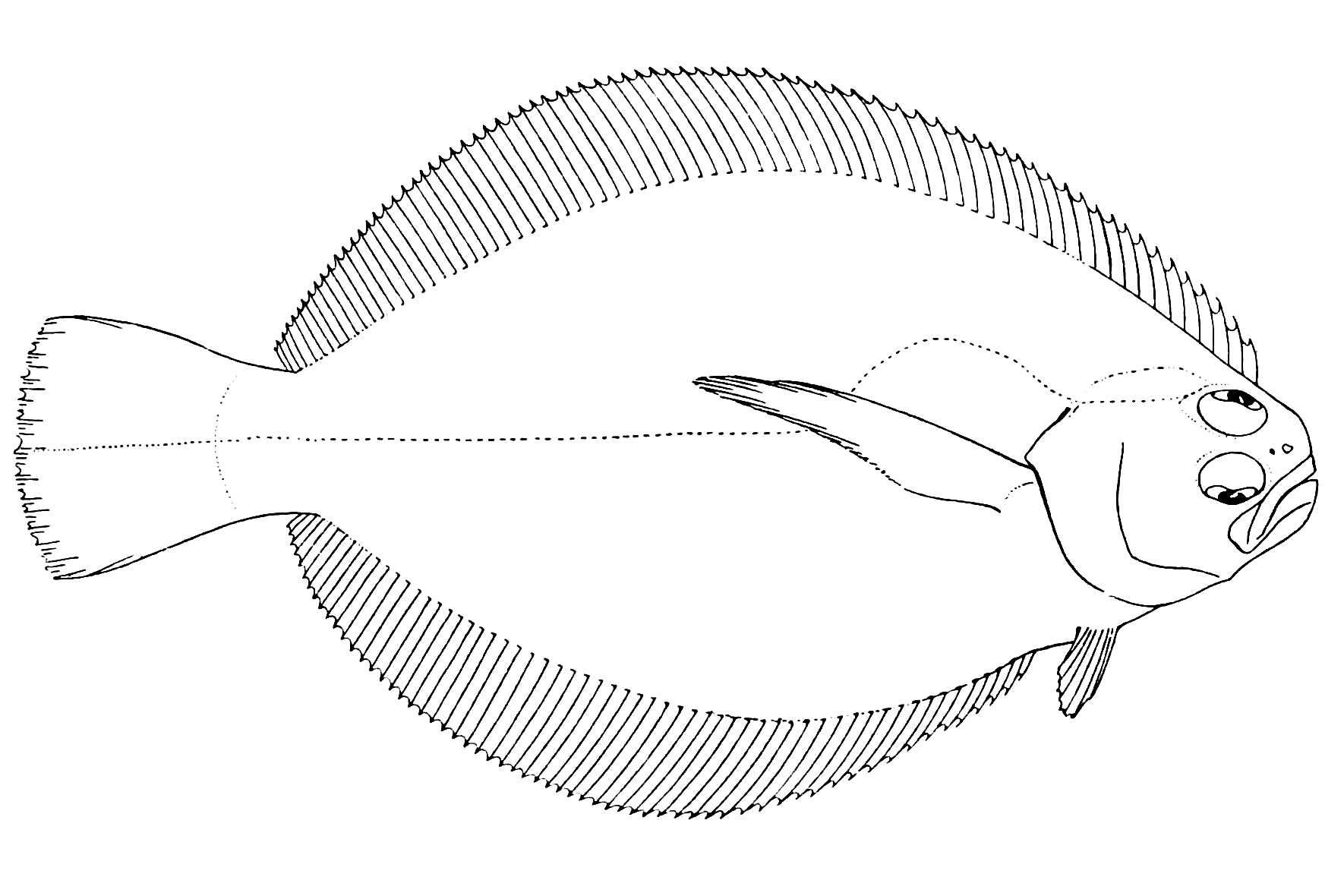 Fantail Sole (Xystreurys liolepis) |commons:File:Xystreurys liolepis.jpg