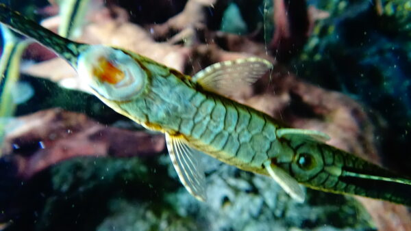 Farlowella Catfish (Farlowella acus) |commons:File:Farlowella acus - AquaPorteDoree 01.JPG