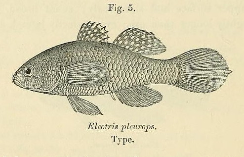 Fat Sleeper (Dormitator maculatus) |commons:File:Dormitator maculatus.jpg