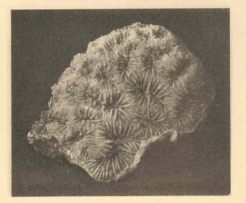 Favia Fragum (Favia fragum) |commons:File:FMIB 38200 Favia fragum (Esper) View of a corallum from side.jpeg