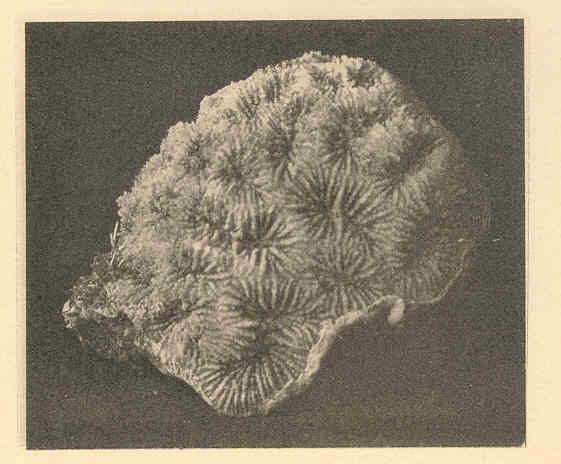 Favia Fragum (Favia fragum) |commons:File:FMIB 38200 Favia fragum (Esper) View of a corallum from side.jpeg