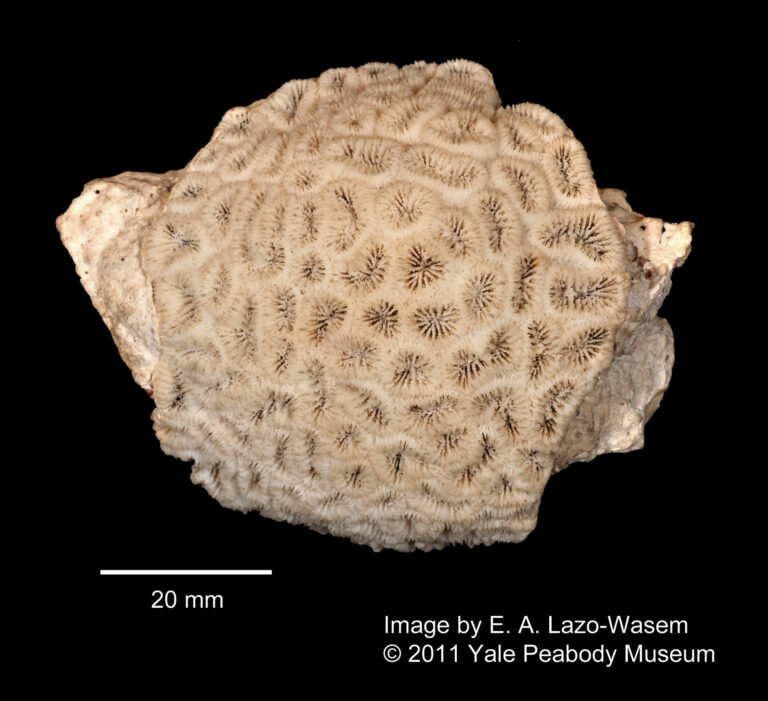 Favia Gravida (Favia gravida) |commons:File:Favia gravida (YPM IZ 001465.CNA).jpeg
