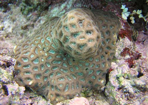 Favites Abdita (Favites abdita) |commons:File:Favites abdita, Samoa.jpg