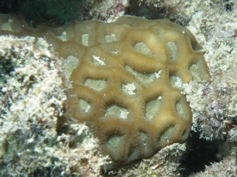 Favites Flexuosa (Favites flexuosa) |commons:File:Favites flexuosa, Poruma.JPG