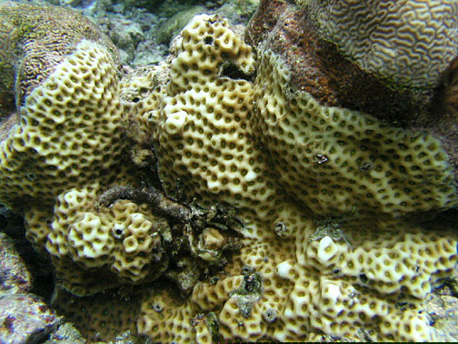 Favites Halicora (Favites halicora) |commons:File:Favites halicora, Samoa Americana.jpg