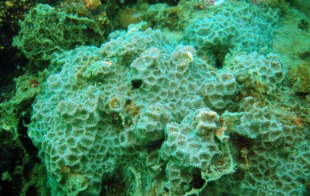 Favites Pentagona (Favites pentagona) |commons:File:Favites pentagona, Koh Phangan.jpg