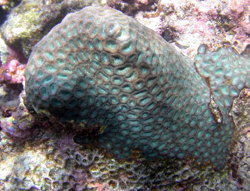 Favites Rotundata (Favites rotundata) |commons:File:Favites rotundata.jpg