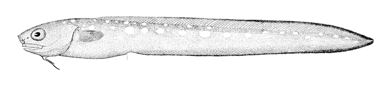 Fawn Cusk-eel (Lepophidium profundorum) |commons:File:Lepophidium profundorum.jpg