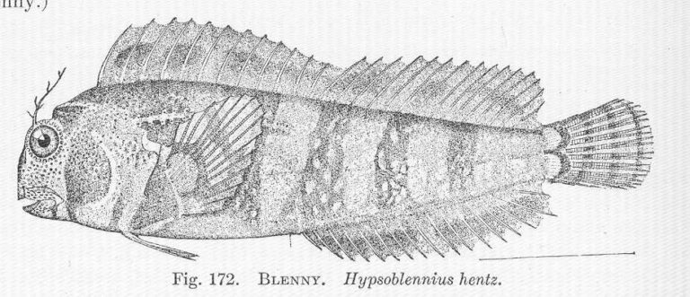 Feather Blenny (Hypsoblennius hentz) |commons:File:FMIB 51515 Blenny Hypsoblennius hentz.jpeg