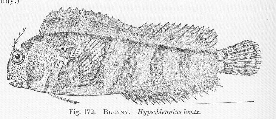 Feather Blenny (Hypsoblennius hentz) |commons:File:FMIB 51515 Blenny Hypsoblennius hentz.jpeg