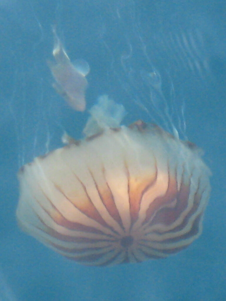 Fener Denizanası Chrysaora hysoscella
