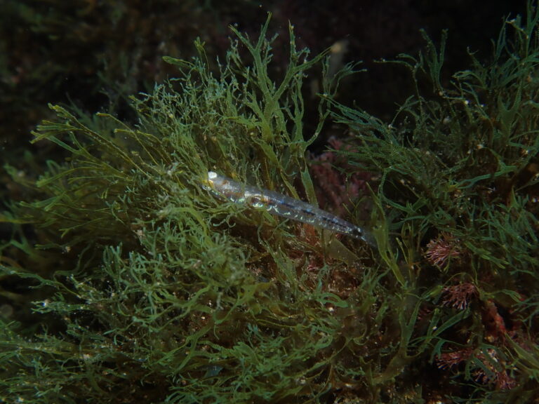 Ferrer's Goby (Pseudaphya ferreri) |commons:File:Pseudaphya ferreri.jpg