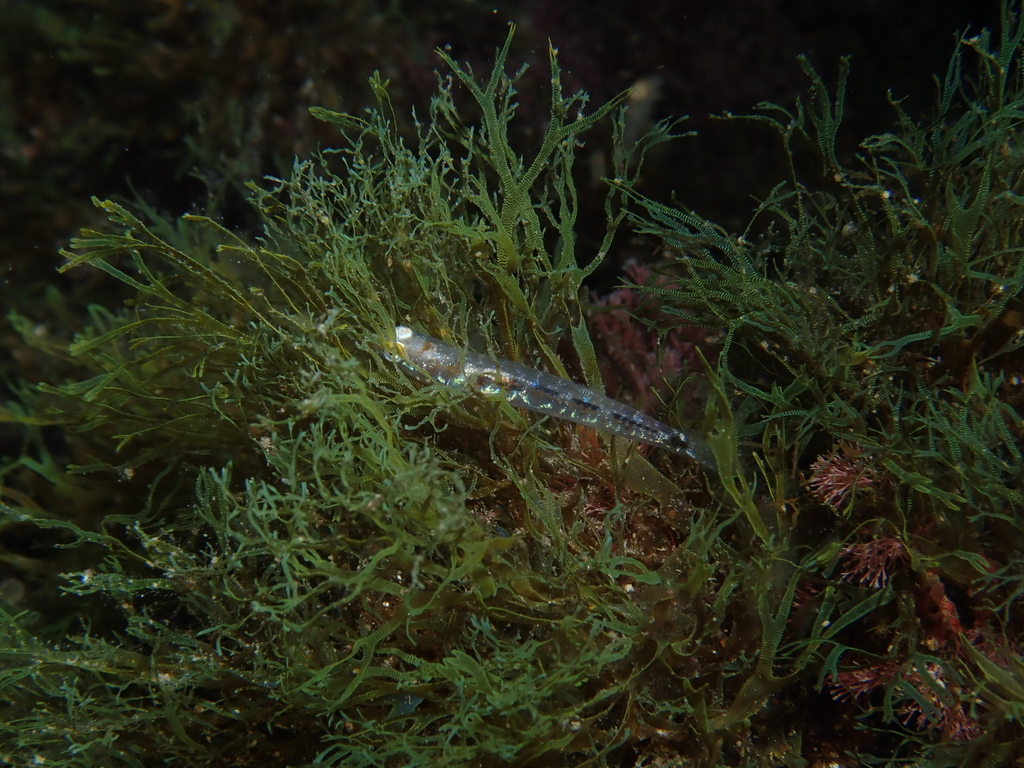 Ferrer's Goby (Pseudaphya ferreri) |commons:File:Pseudaphya ferreri.jpg