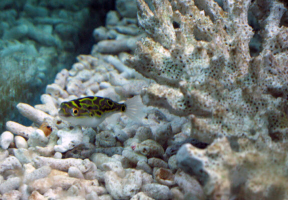 Figure Eight Puffer (Tetraodon biocellatus) |commons:File:Tetraodonbiocellatus.jpg